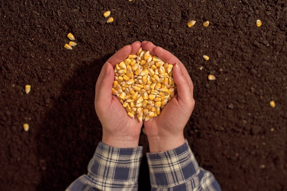 Como Cultivar Soja e Milho em Consórcio