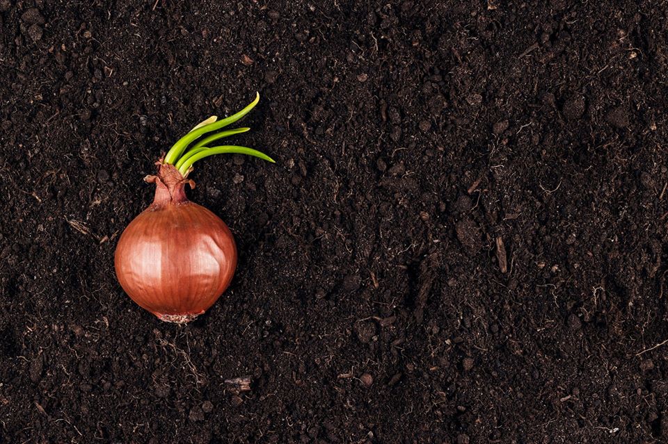 OS 5 FATORES DE FORMAÇÃO DO SOLO E SUAS IMPLICAÇÕES AGRONÔMICAS