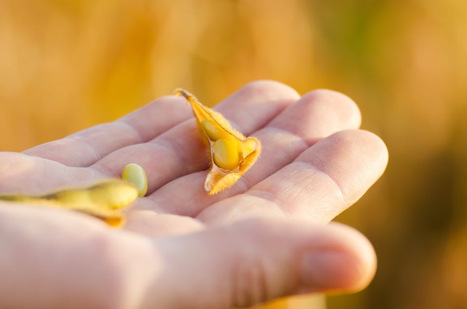 5 Dicas De Plantio Para Ajudar a Aumentar a Produtividade da Soja