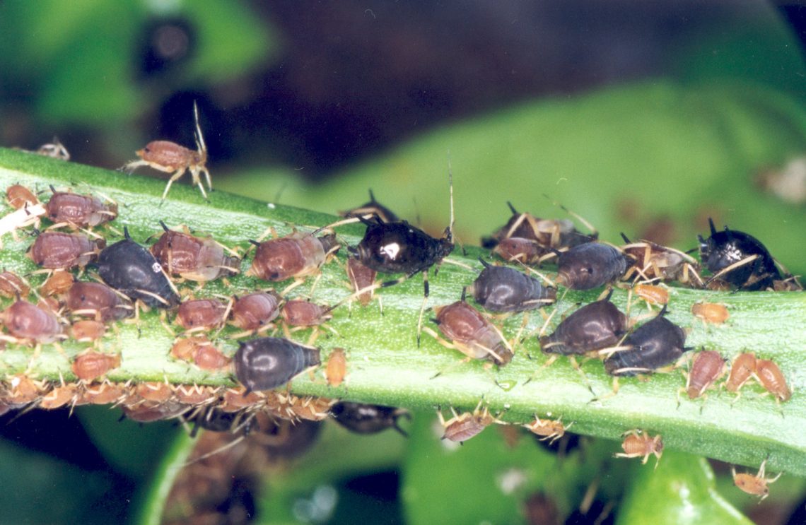 Pulg O O Que E Como Acabar Com Essa Praga Na Lavoura Agricultura Do Futuro